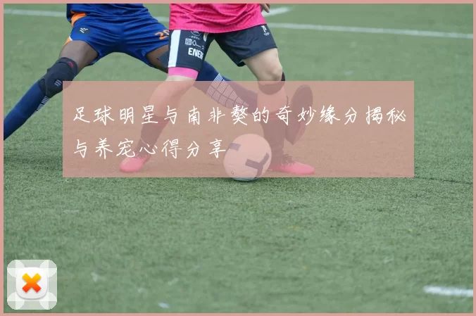 足球明星与南非獒的奇妙缘分揭秘与养宠心得分享